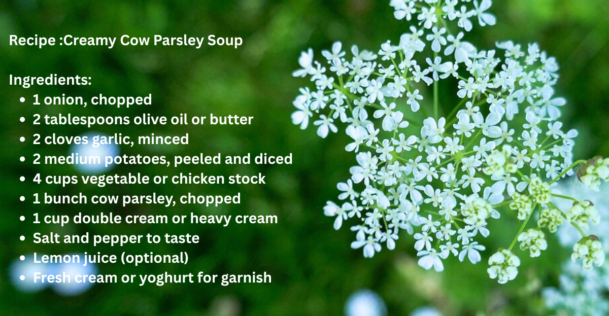 parsley benefits