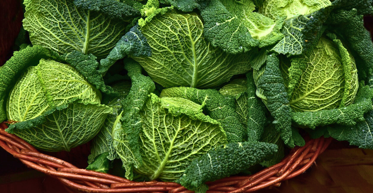 Cabbage Growing Guide From Plot to Plate | National Allotment Society