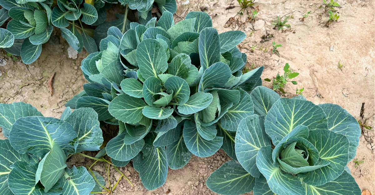 Cabbage Growing Guide From Plot to Plate | National Allotment Society