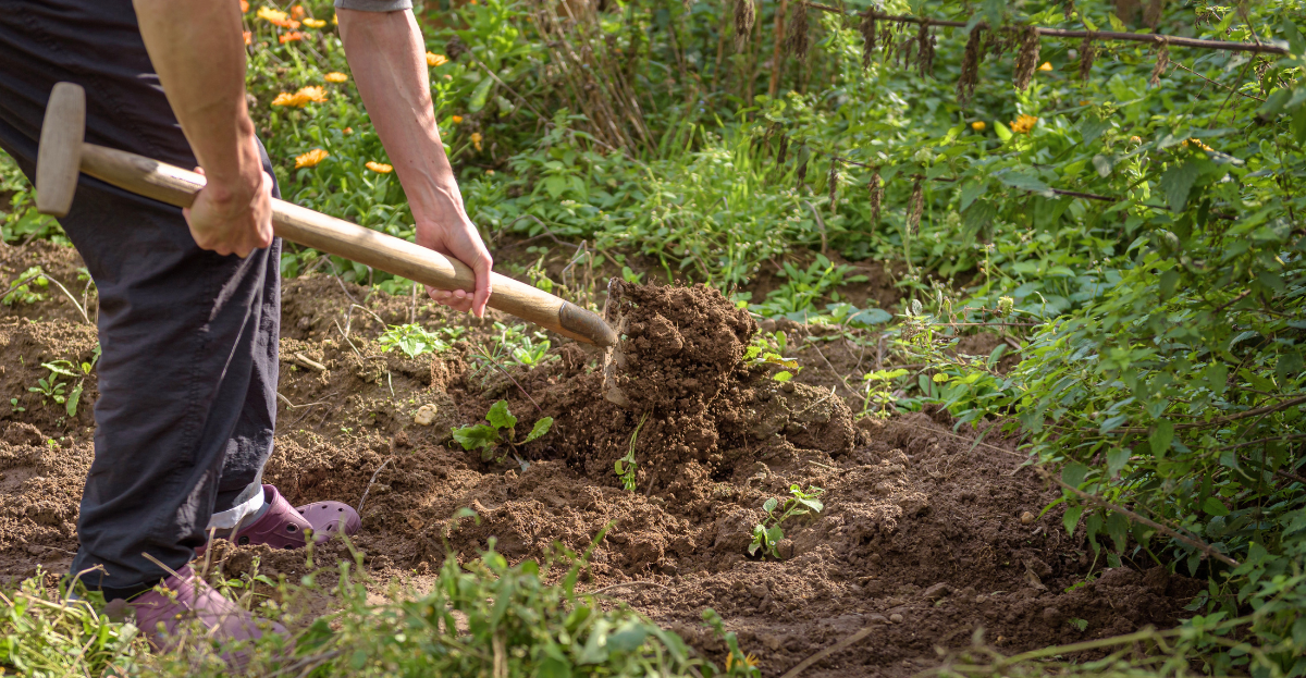 To Dig or Not to Dig? A Balanced Guide | National Allotment Society